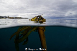 Bull Kelp taken in Monterey, CA. One of my favorite kelp ... by Kayvon Malek 